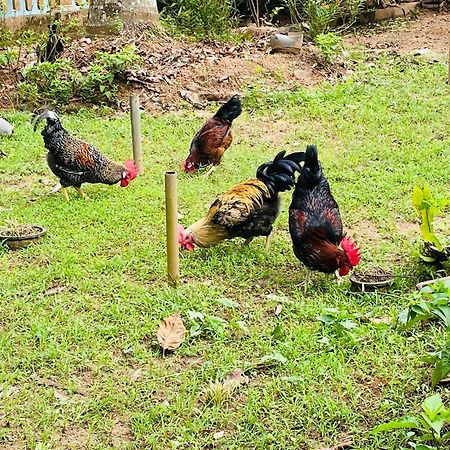 Unique Villa แคนดี้ ภายนอก รูปภาพ