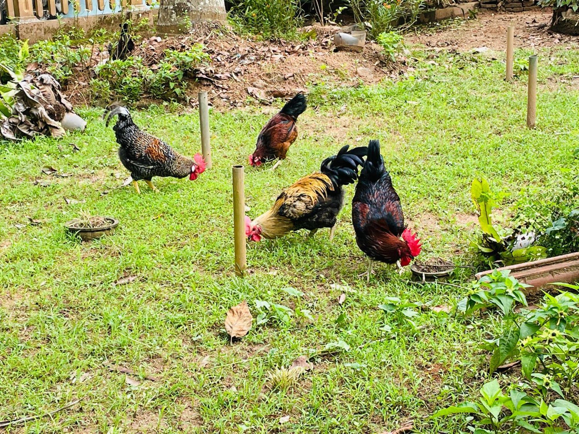 Unique Villa แคนดี้ ภายนอก รูปภาพ